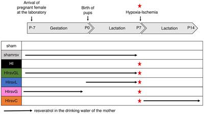 Neuroprotective Effect of Maternal Resveratrol Supplementation in a Rat Model of Neonatal Hypoxia-Ischemia